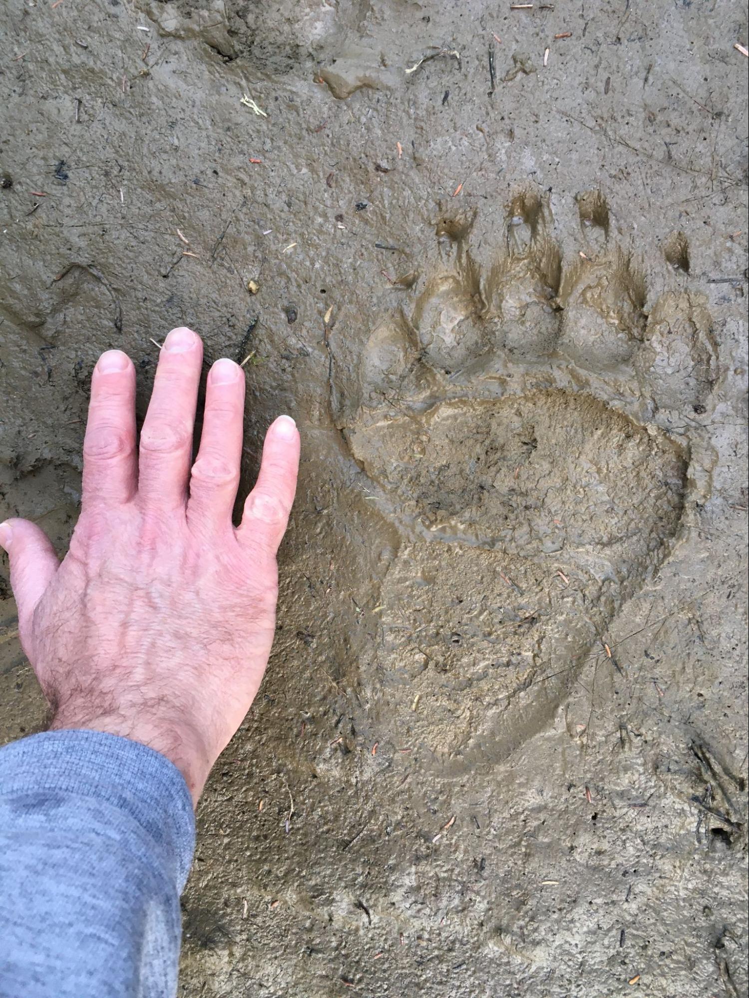 A man's hand is placed next to a large bear print on a muddy area