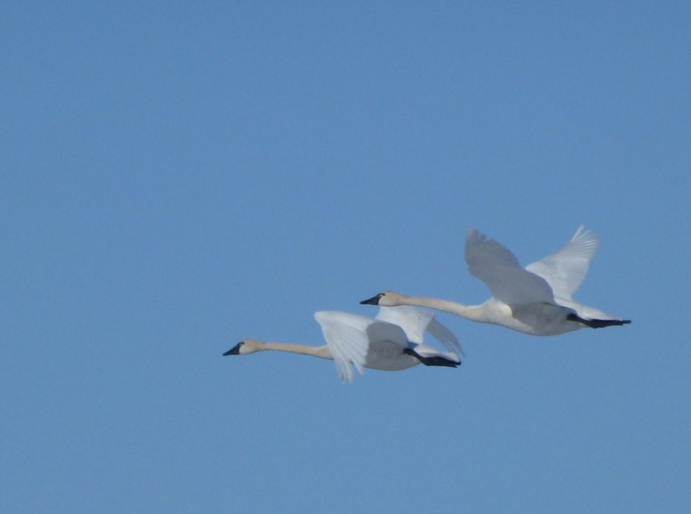 Two swans fly through a blue sky.
